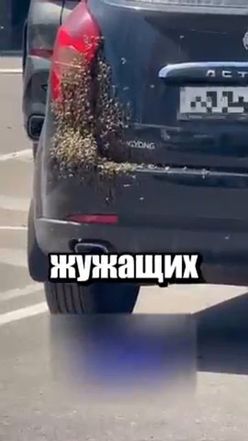 i11ushenka (191)