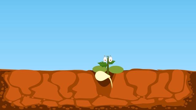 How Plants Grow