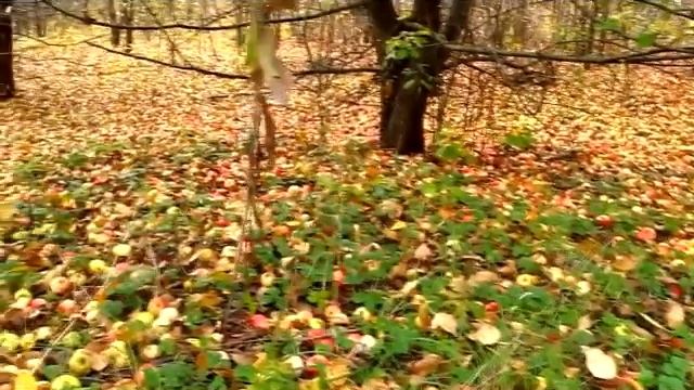 Яблонька сл С.Егорова. припев   арж.Werema54 демка