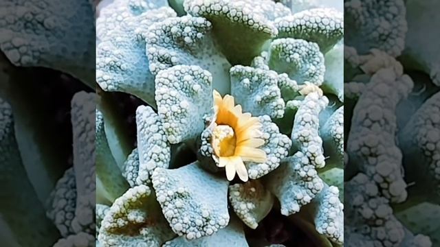 Титанопсис зацвёл 🌼