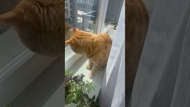 Охота на муху