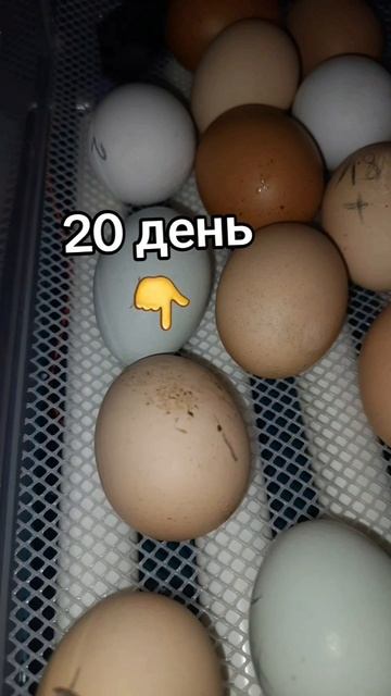 Сегодня 20-й день инкубации, первое толкание в яйце😍. #сельскаяжизнь #циплята #поддержите
