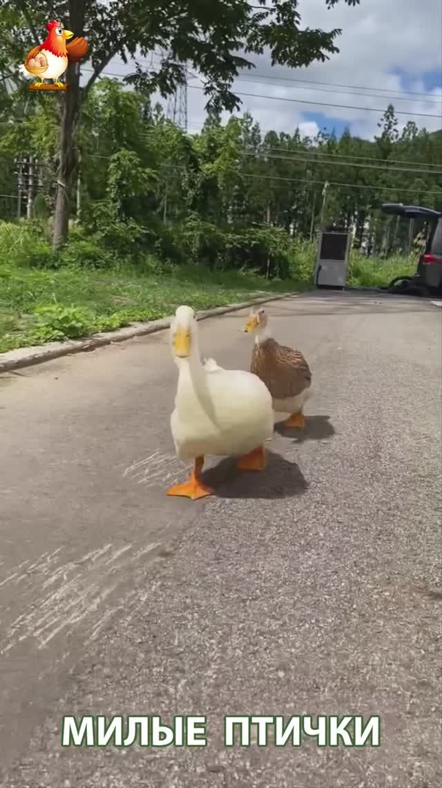 Утки домашние питомцы барыни сударыни  🦆🤗😂 (3)