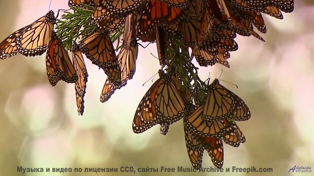 Эта мелодия программирует ваше подсознание - осторожно! - Crashing Mopeds -- Ryan Andersen -- MORE