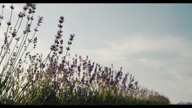 Музыка для андроидов - сможете ли вы её понять - Indigo Wild -- Blue Sky Moon -- Prophet and Loss