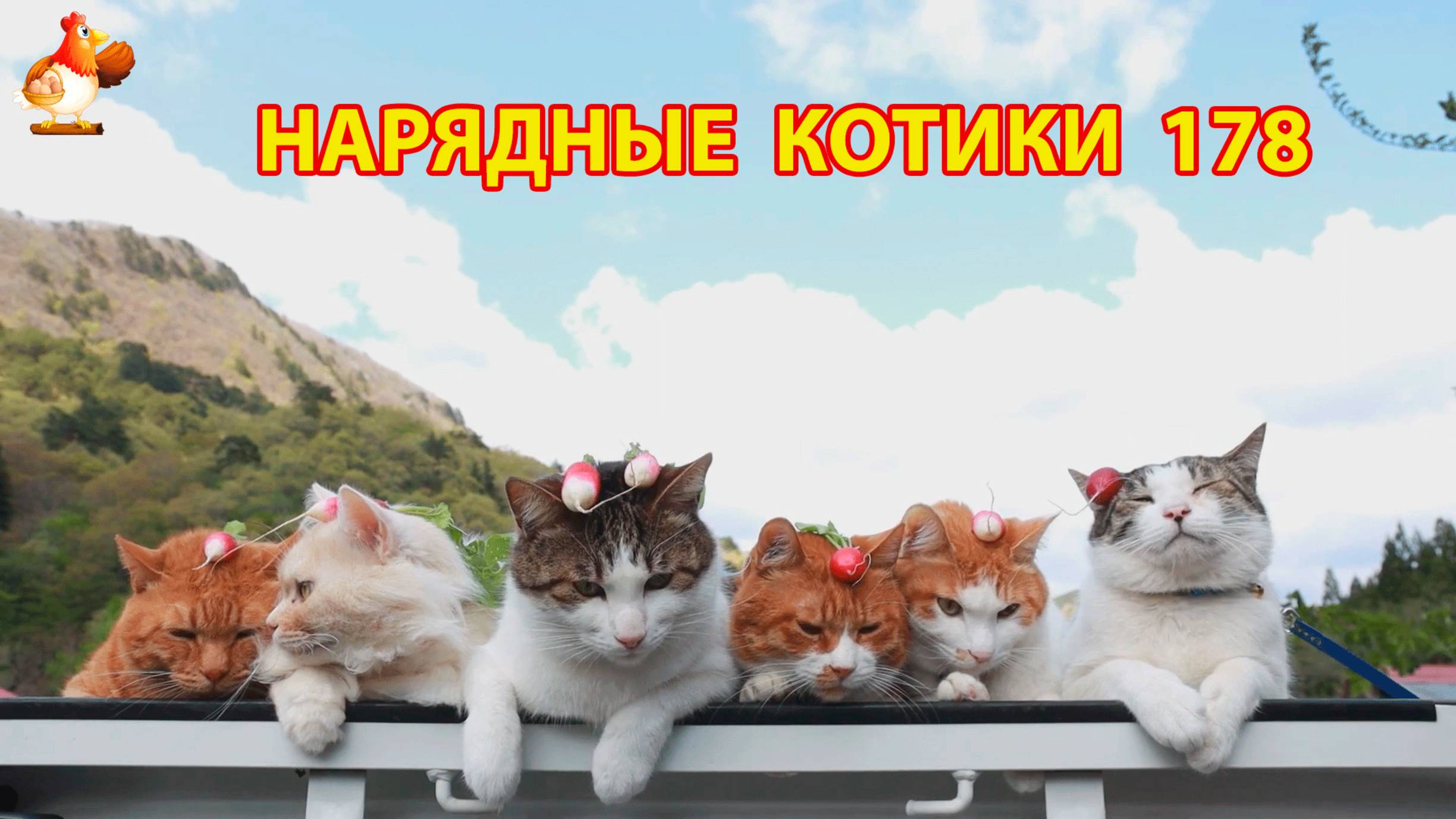 Нарядные Котики расслабляются на солнышке 🌞 🐈🐈🐈 (178)