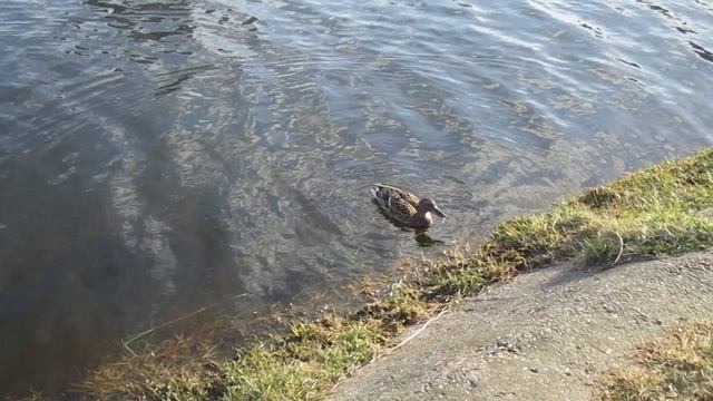 водоплавающие птицы утки