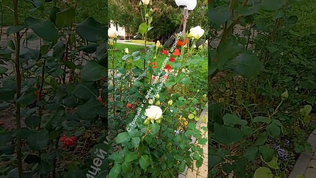 С Троицей и с днём семьи.