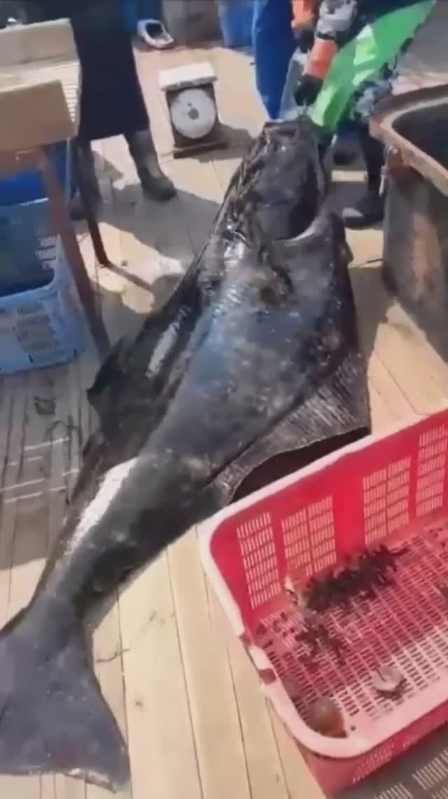 Камбала размером с человека 🙀🐟