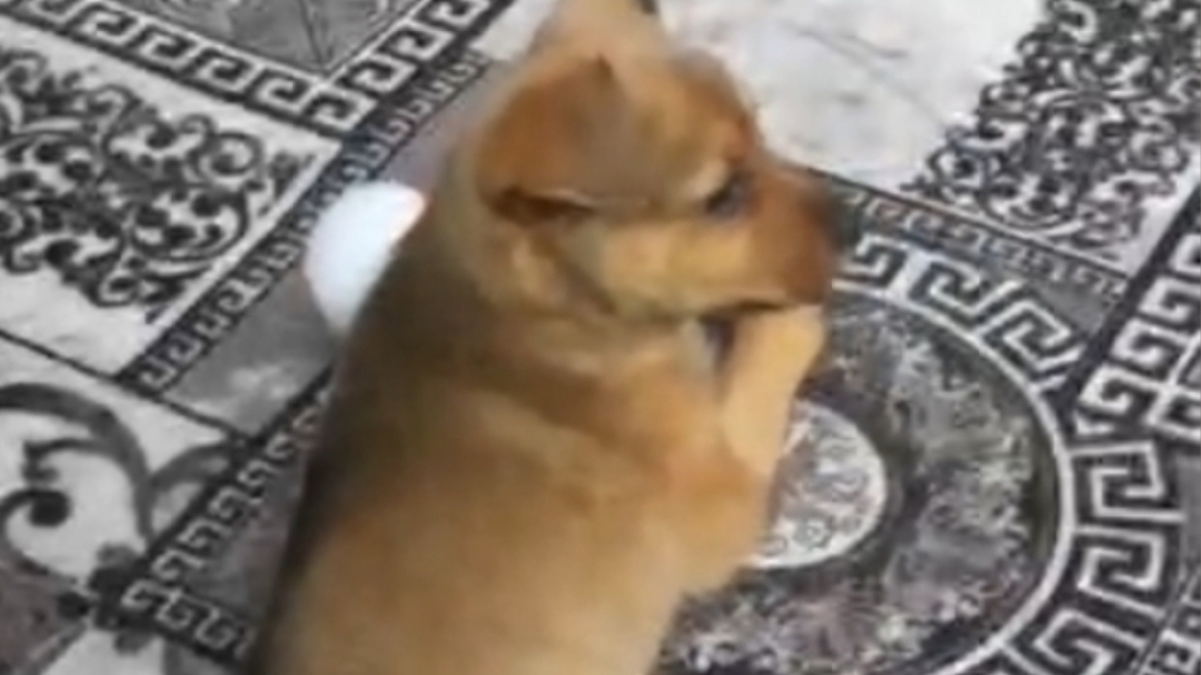 ВОССТАВШИЙ ОТО СНА - ГРЫЗЛИ С ЗАКИДОНОМ 🐶