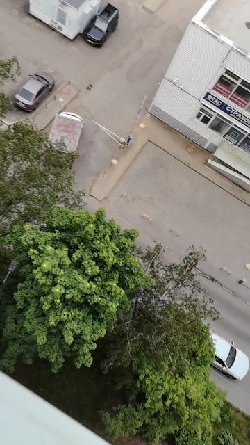 у ворон птенцы