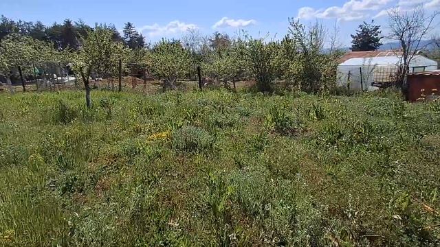 Посадка Картофеля , 25-АПР-25.