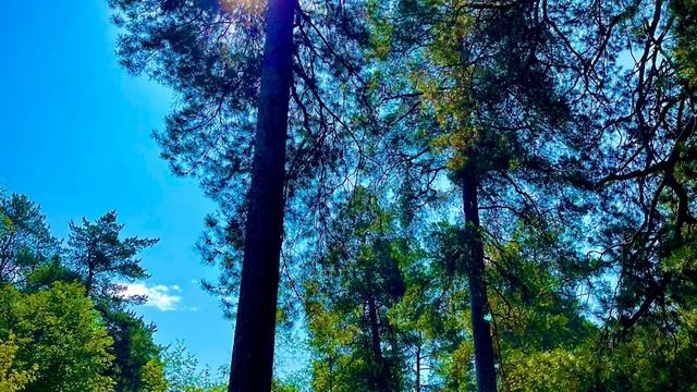 08-06-2025 утро в лесу, погуляем под легкую музыку🌞🎷😀🌼🌲🌿💐🌳🚴🏼♀️🌲🌅🏞️