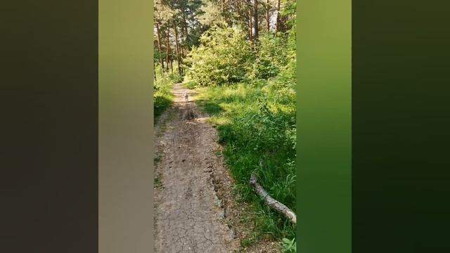 Люди и собаки