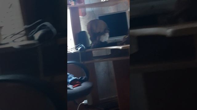 влог