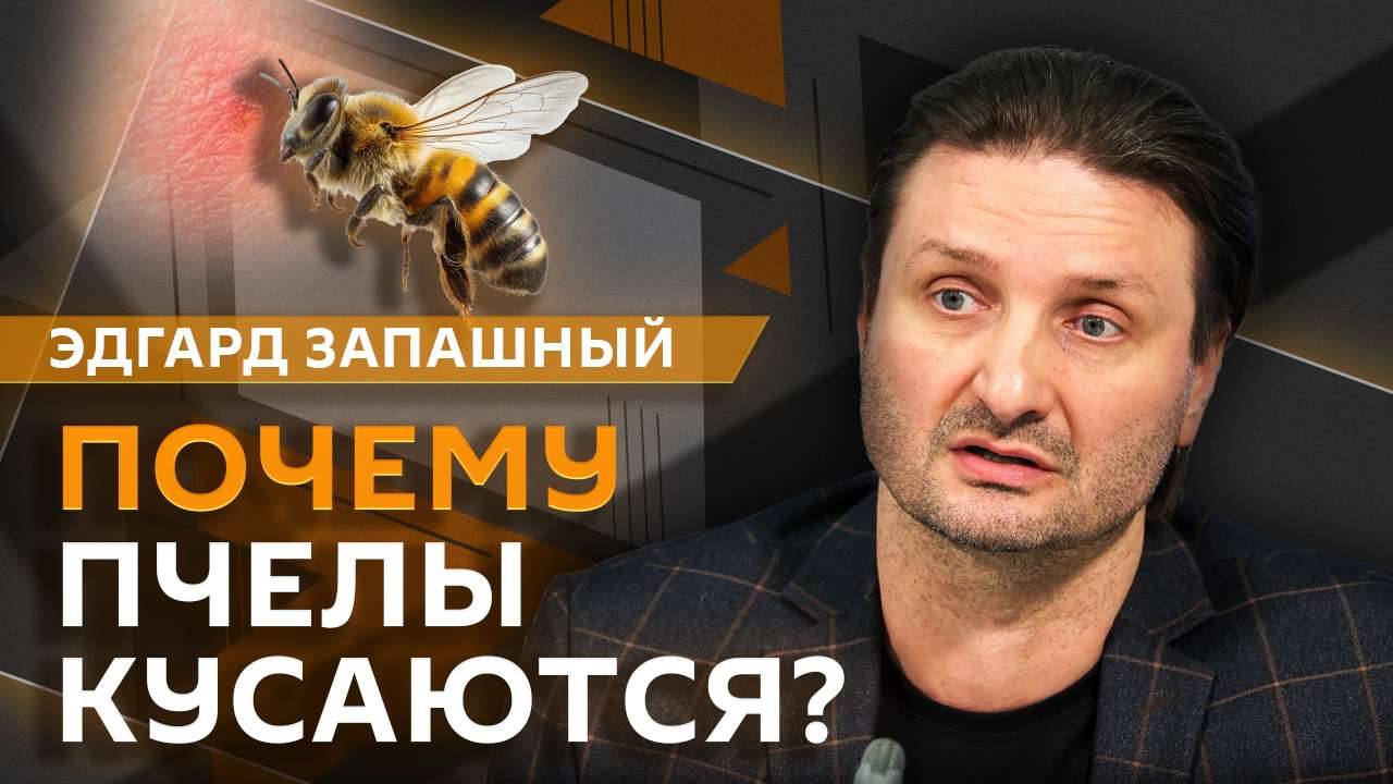 Эдгард Запашный. Исчезновение каспийских тюленей, помощь при укусе пчелы и домашние еноты