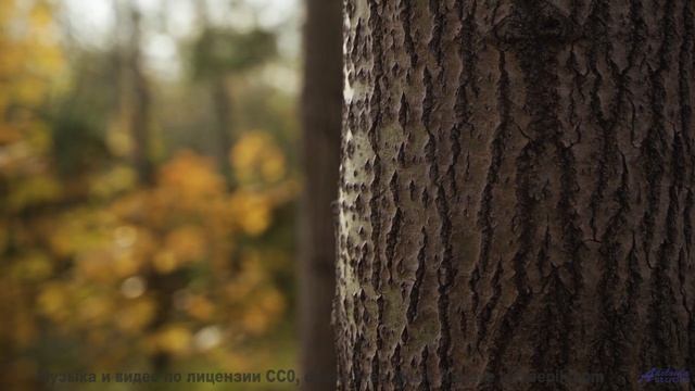 Музыка для симбиоза человека и ИИ - следующий шаг эволюции! - Bass Of Hearts -- Podington Bear -- Th