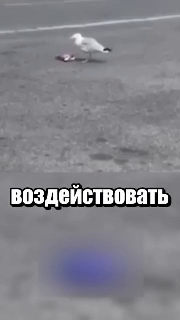 i11ushenka (1752)