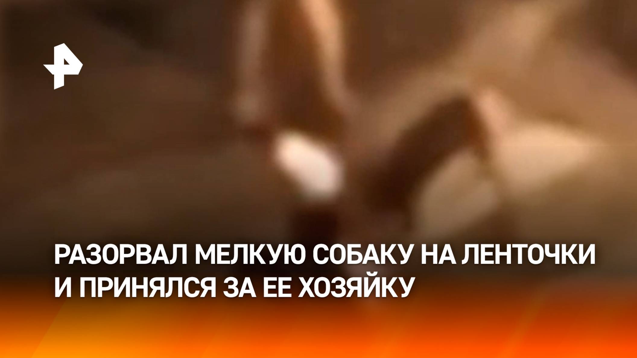 Пес чуть не загрыз женщину с питомцем в Краснодаре. Хозяйка агрессивного стаффорда сбежала