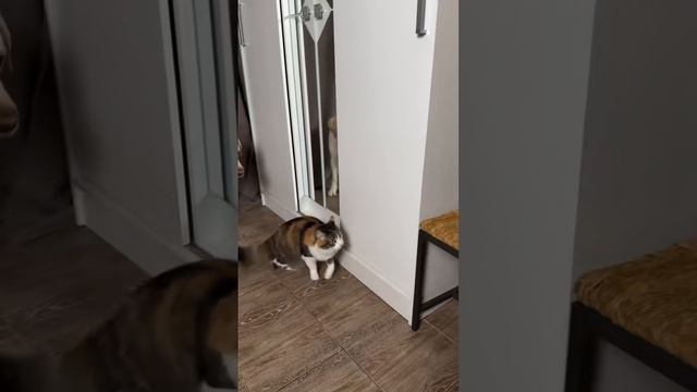 Котики