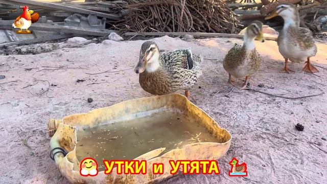Утки с Утятами гармония во дворе 🦆🤗❣️(48)