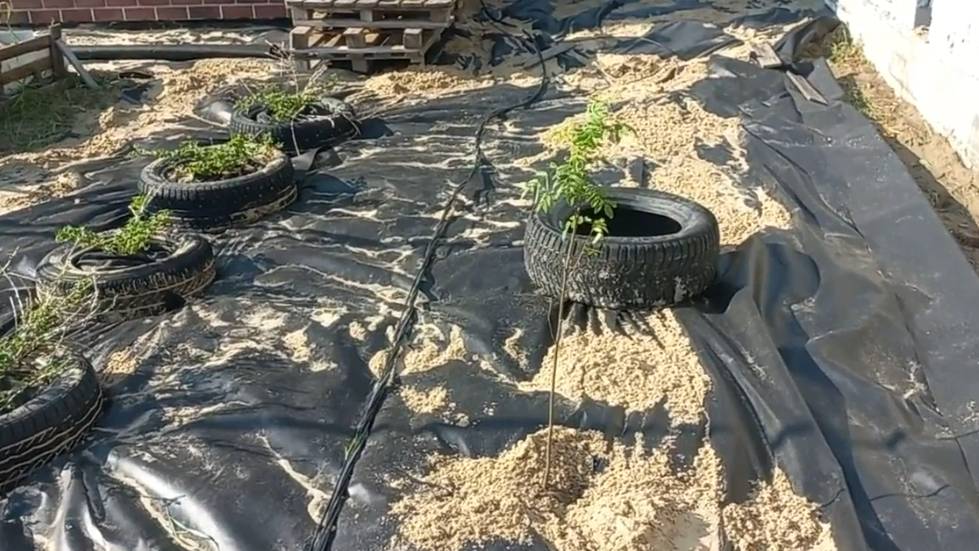 Побеждаю сорняки. Геотекстиль 300. Агроволокно.