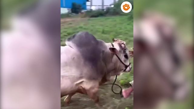 animal2