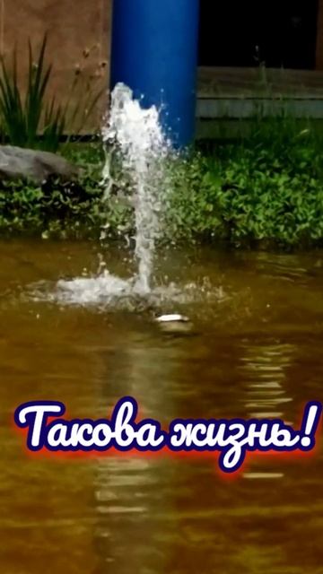 Такова жизнь!