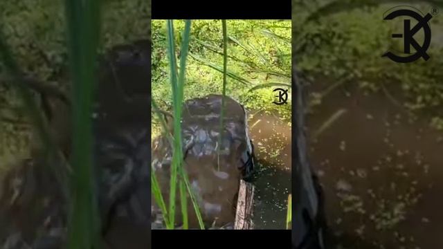 КАЧАЕМ ИЛ!