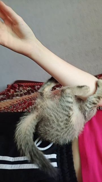 Маленький игрун😻😽😻😽😻😽