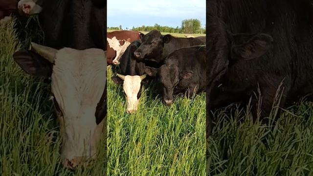 1000007889.mp4