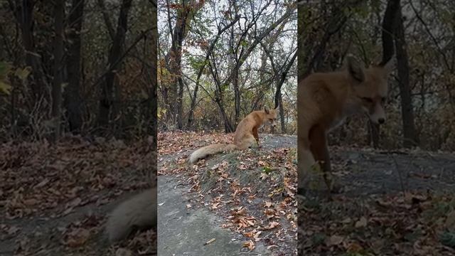 Живет в парке ручная лиса!
