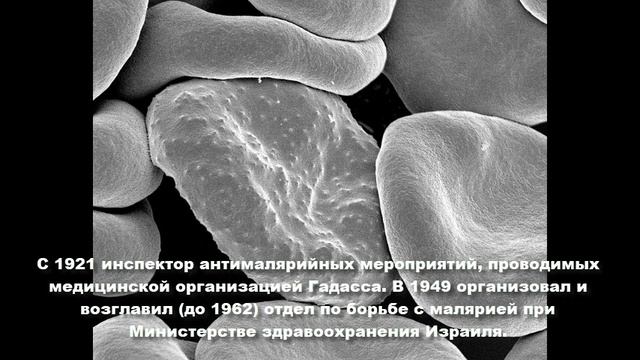 Цви Салитерник