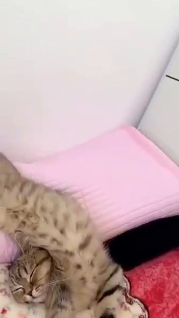 Хиханьки 20