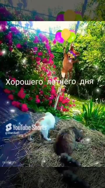 VID_20250608193154