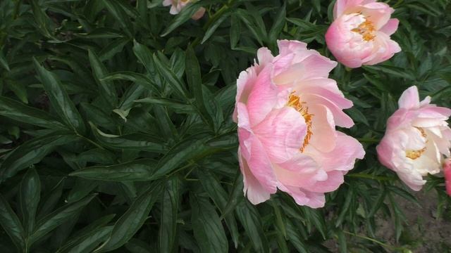 Пион Abalone Pink