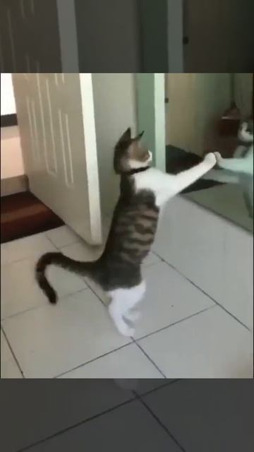 Котик увидел себя в зеркале и был изумлён 🤩😻😉
