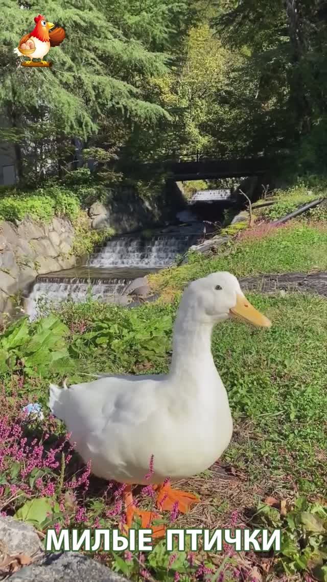 Утки домашние питомцы барыни сударыни  🦆🤗😂 (5)