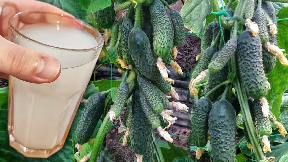 🌱💦 Полила так – и огурцы полезли, как сумасшедшие!