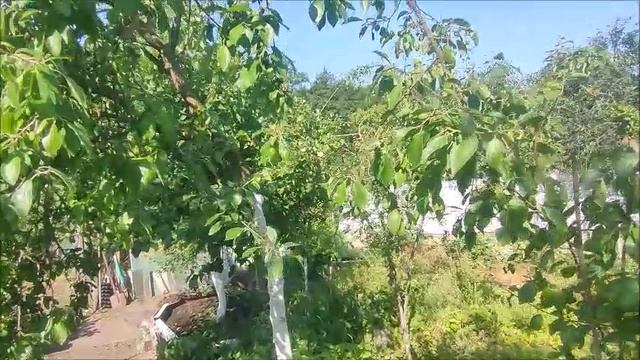 Фильм. Бабушкин сад. Июнь 2025 года.