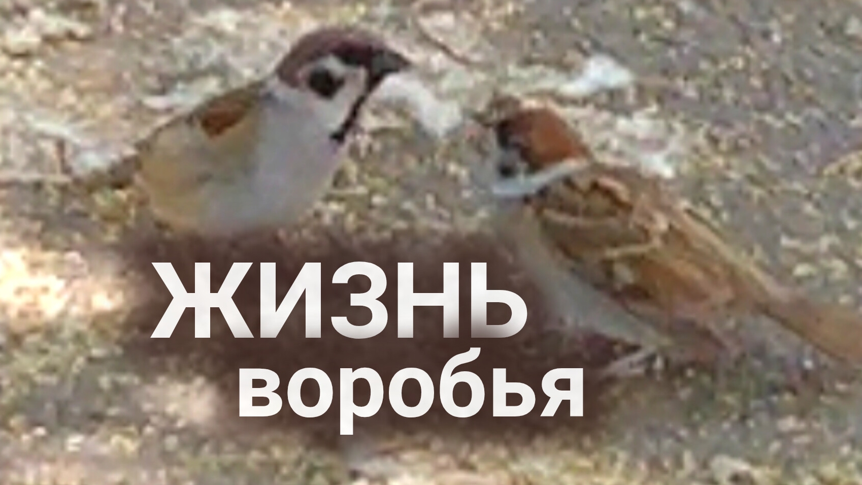 Полевой воробей обучает потомство