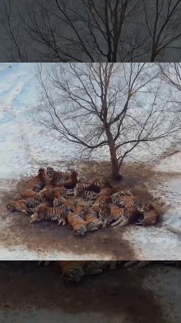 Сколько котиков)))