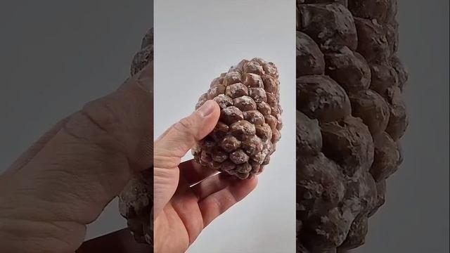 Шишка. Из зерна в хвою.