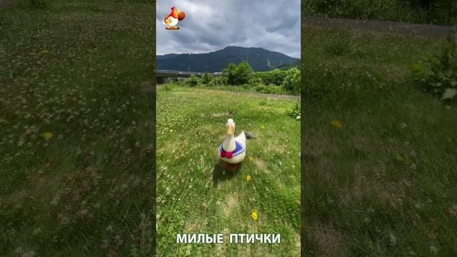 Утки домашние питомцы барыни сударыни  🦆🤗😂 (4)