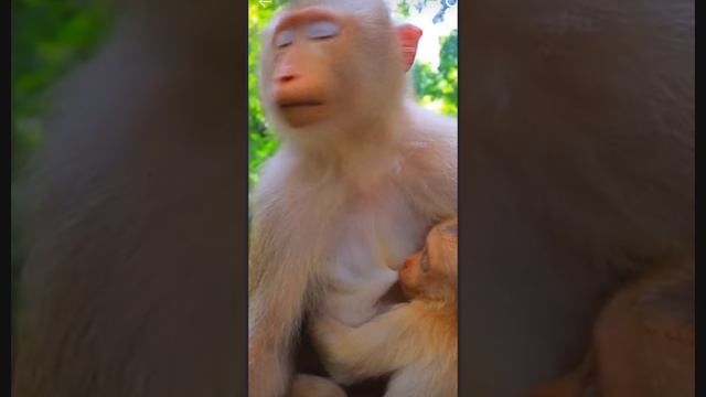 Макака кормит детёныша и контролирует округу на  360°   1000011500.mp4