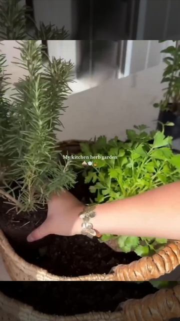 Эти травы стоит выращивать на кухне.