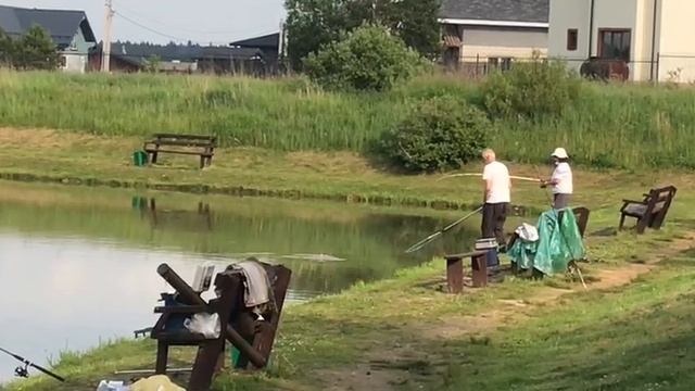 поимка  африканского сома