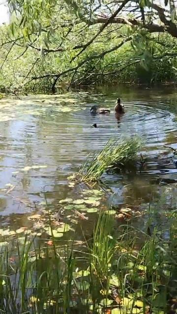утки 🦆 в озере