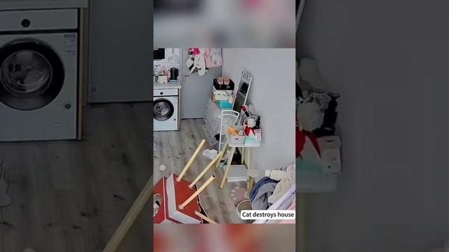 просто котики 😬