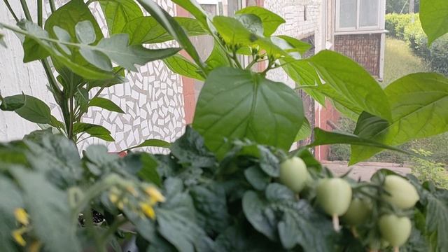 Балконно-огородные новости